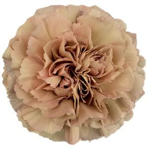 Срезанные цветы оптом Dianthus st caramel от 240шт из Голландии с доставкой по России