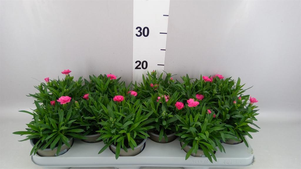 Горшечные цветы и растения оптом Dianthus oscar Neon Pink от 12шт из Голландии с доставкой по России