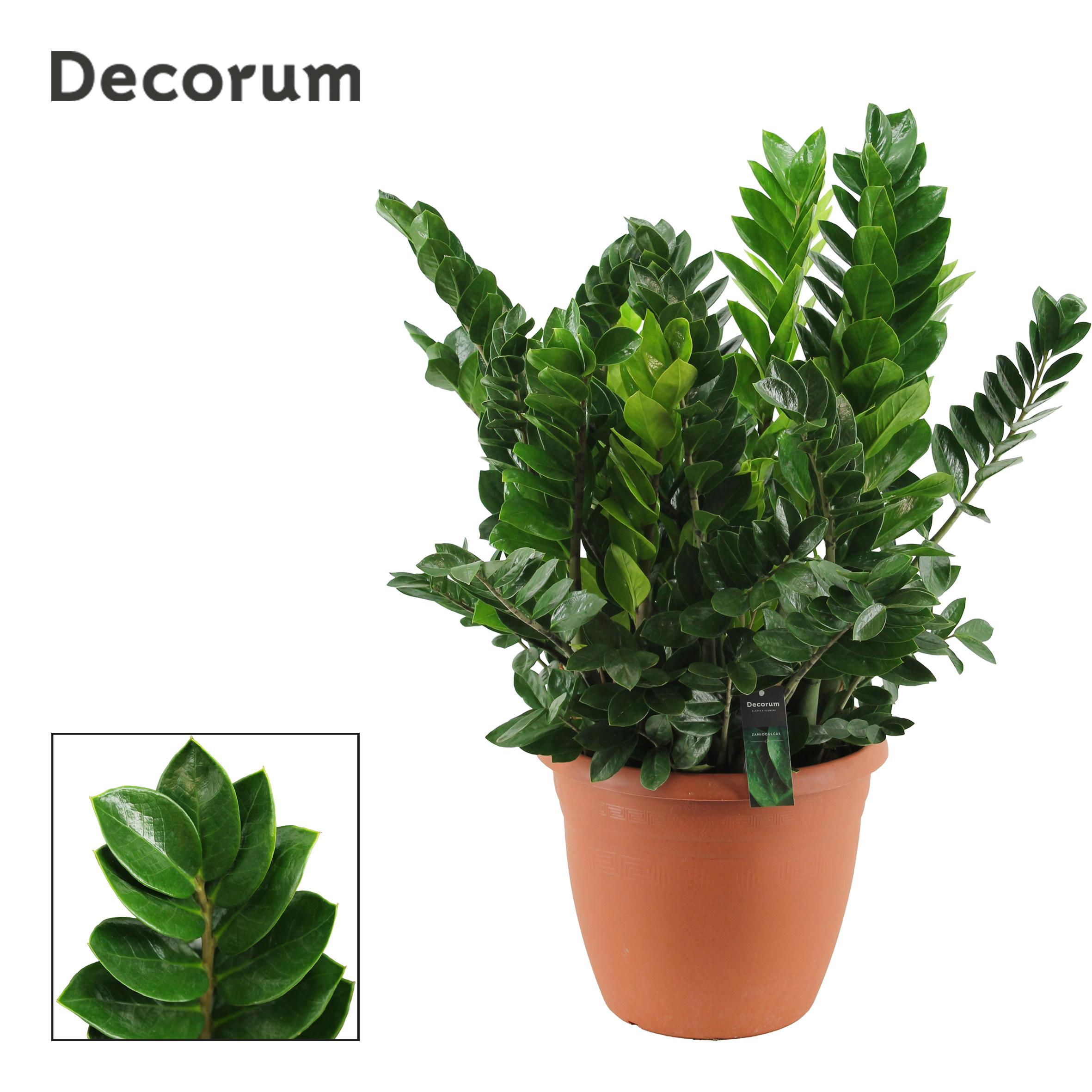 Горшечные цветы и растения оптом Zamioculcas Zamiifolia 15+ (decorum) от 1шт из Голландии с доставкой по России