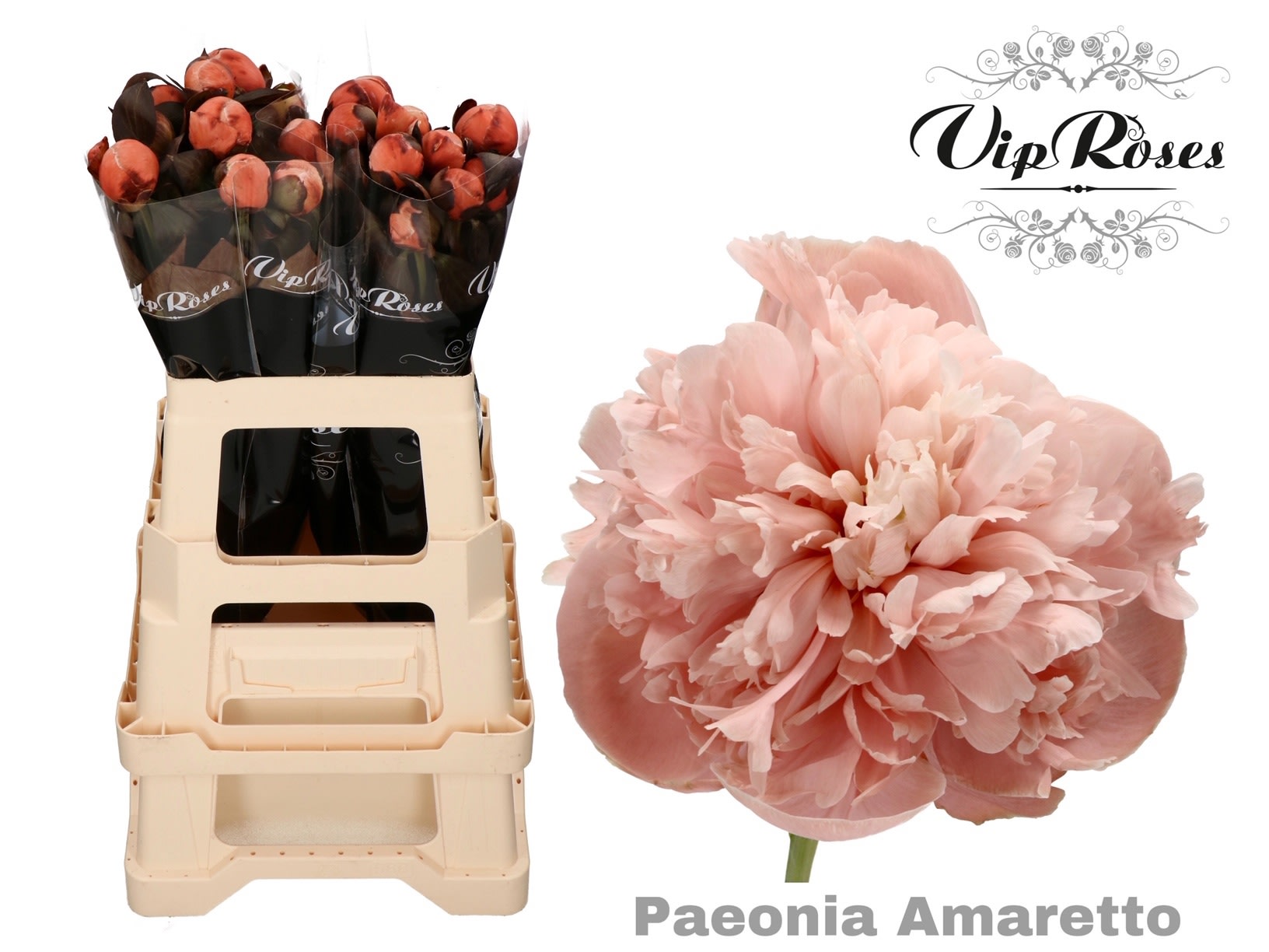 Срезанные цветы оптом Paeonia paint amaretto от 20шт из Голландии с доставкой по России