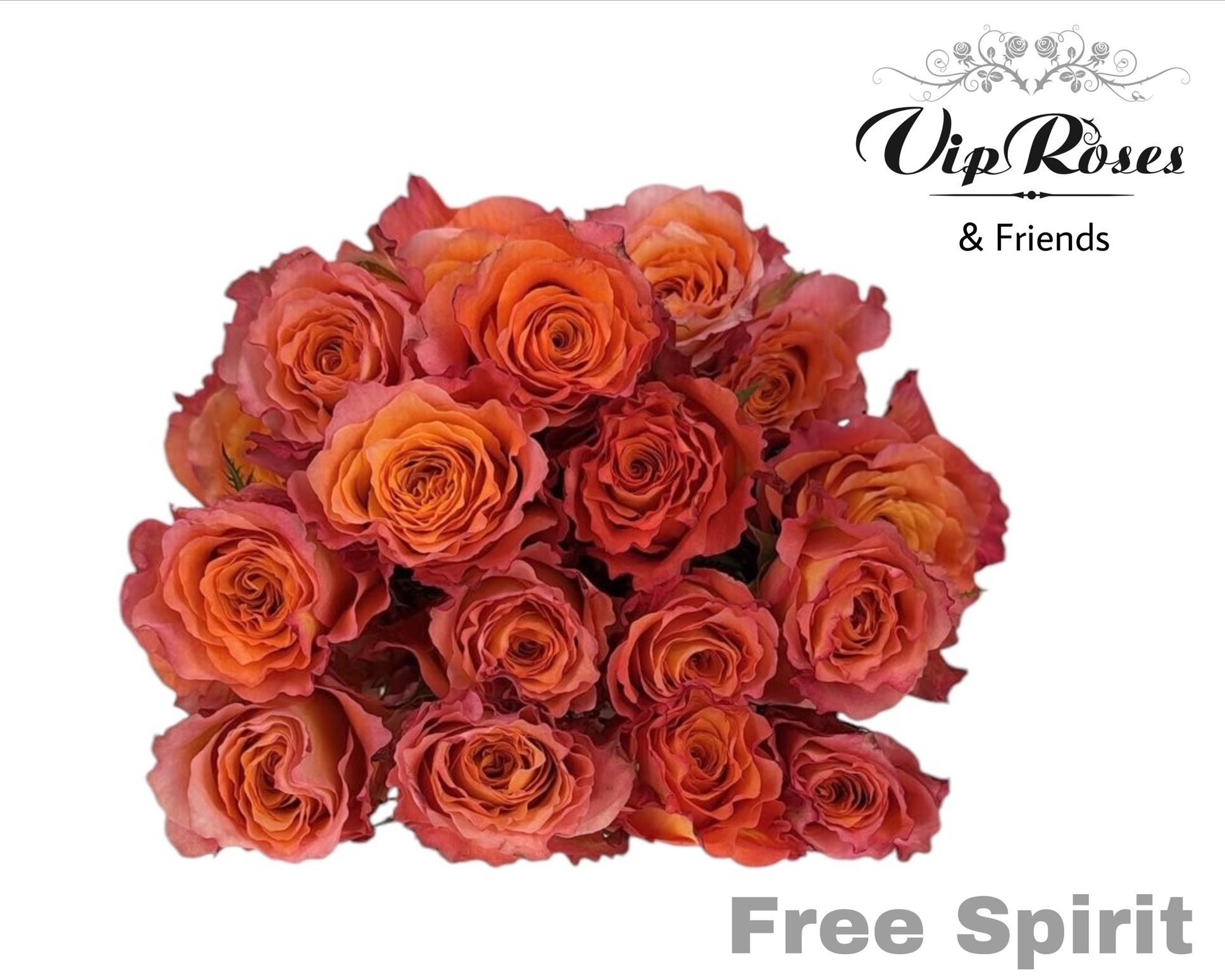 Срезанные цветы оптом Rosa large free spirit от 25шт из Голландии с доставкой по России
