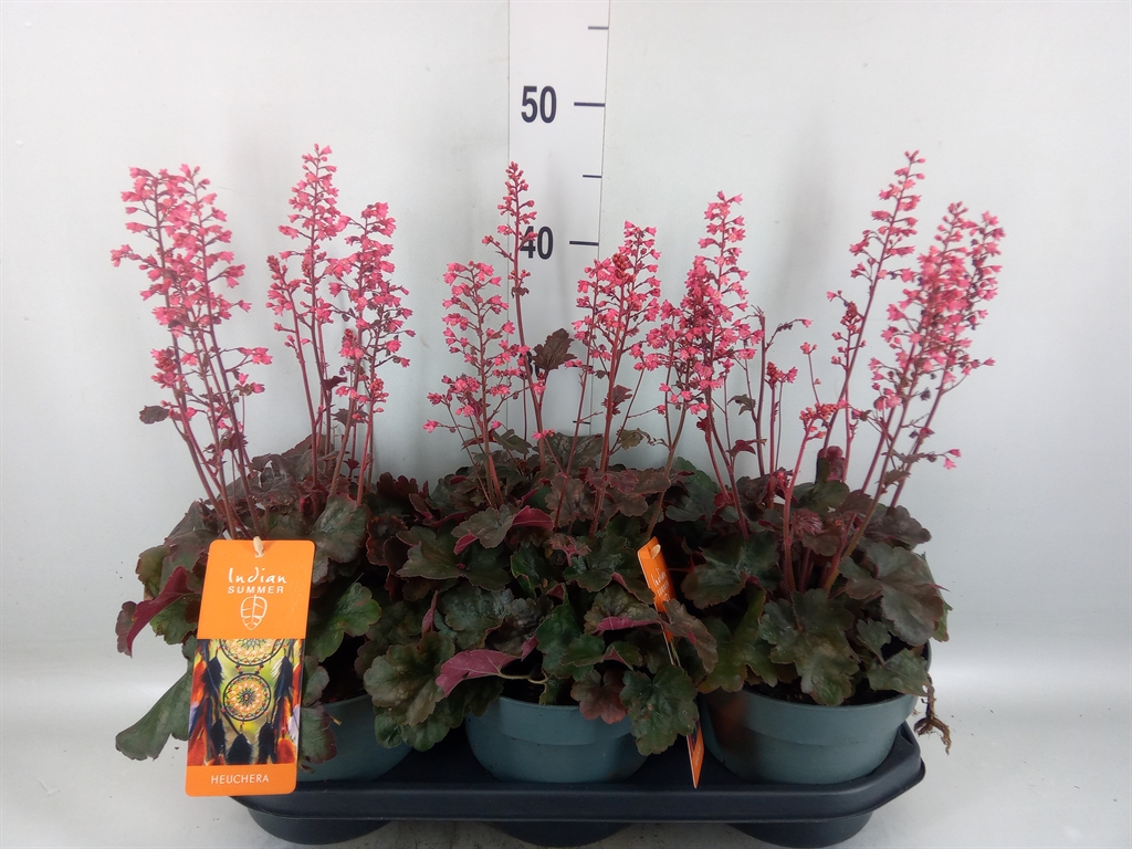 Горшечные цветы и растения оптом Heuchera   ... от 3шт из Голландии с доставкой по России