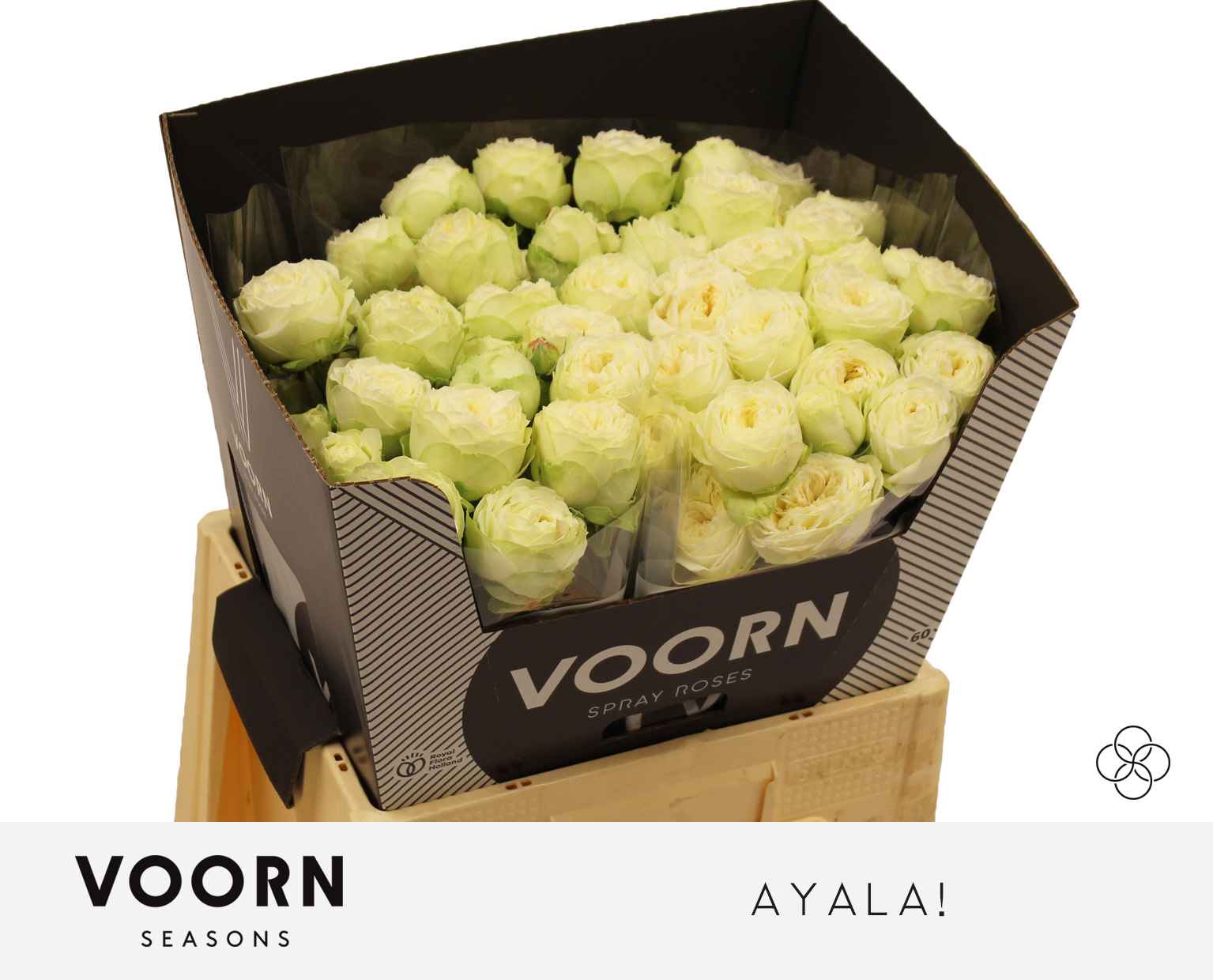 Срезанные цветы оптом Rosa sp ayala! от 15шт из Голландии с доставкой по России