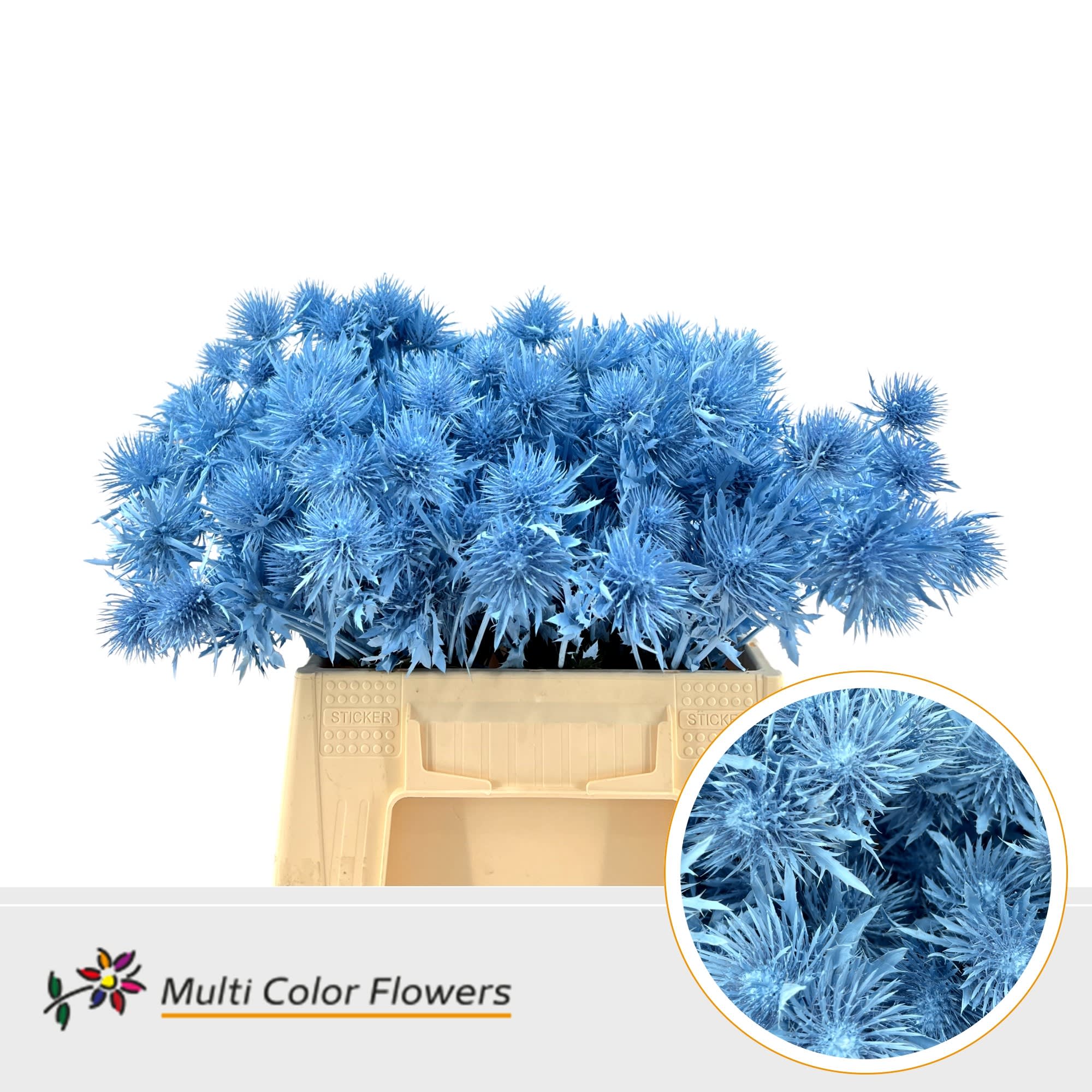 Срезанные цветы оптом Eryngium paint blue light от 60шт из Голландии с доставкой по России