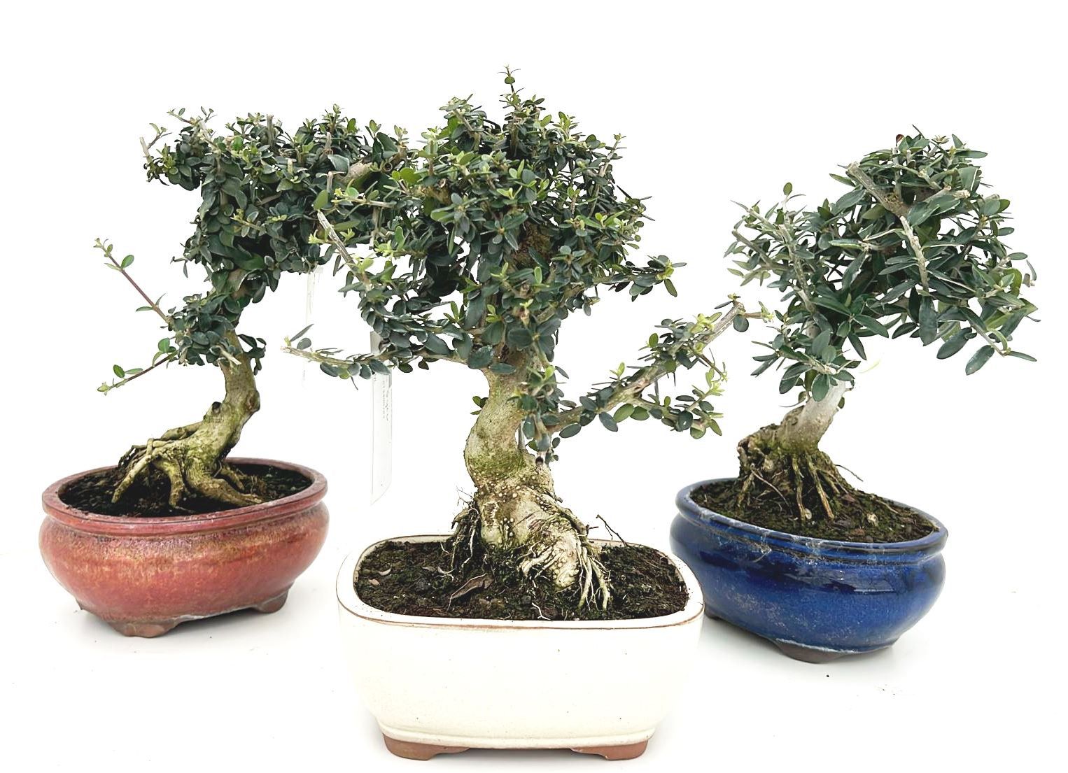 Горшечные цветы и растения оптом Olea Sylvestris, Pot 16cm. от 3шт из Голландии с доставкой по России