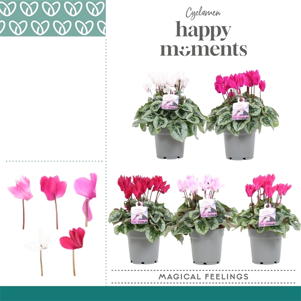 Горшечные цветы и растения оптом Cyclamen Magical Feelings от 5шт (для телеги) из Голландии с доставкой по России