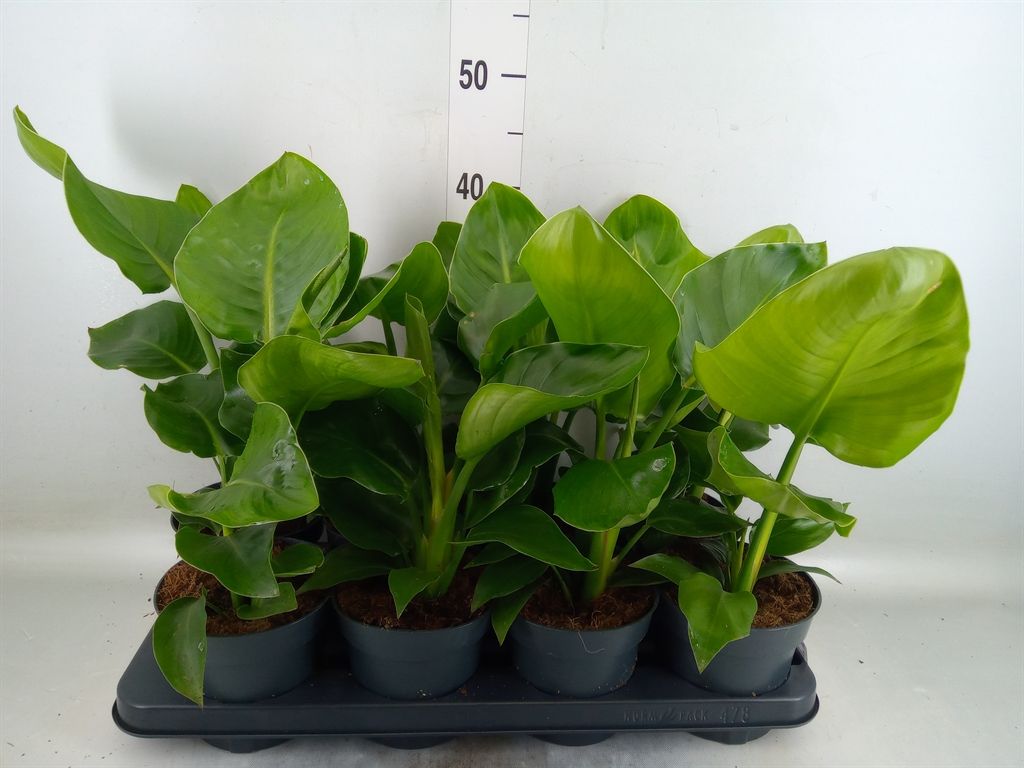 Горшечные цветы и растения оптом Strelitzia Nicolai от 8шт из Голландии с доставкой по России