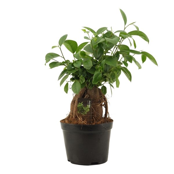 Горшечные цветы и растения оптом Ficus Ginseng от 8шт из Голландии с доставкой по России