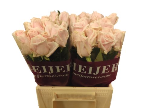 Срезанные цветы оптом Rosa large sweet avalanche+ Meijer purple от 40шт из Голландии с доставкой по России
