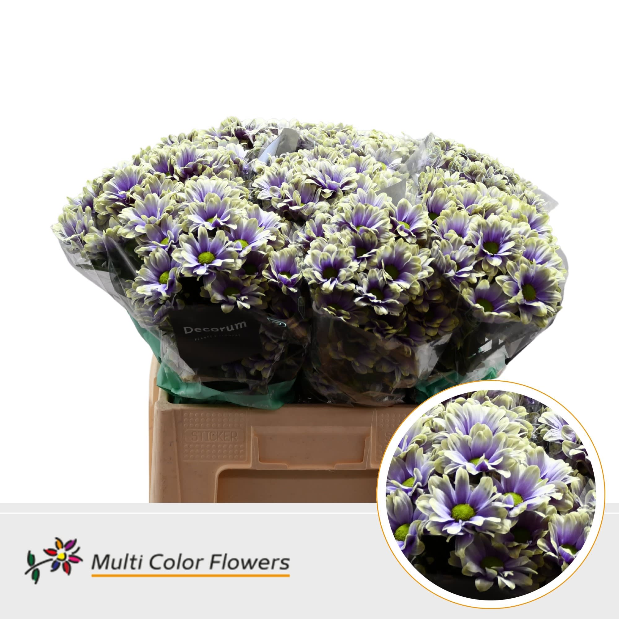 Срезанные цветы оптом Chrys sp paint kennedy blue foot от 40шт из Голландии с доставкой по России