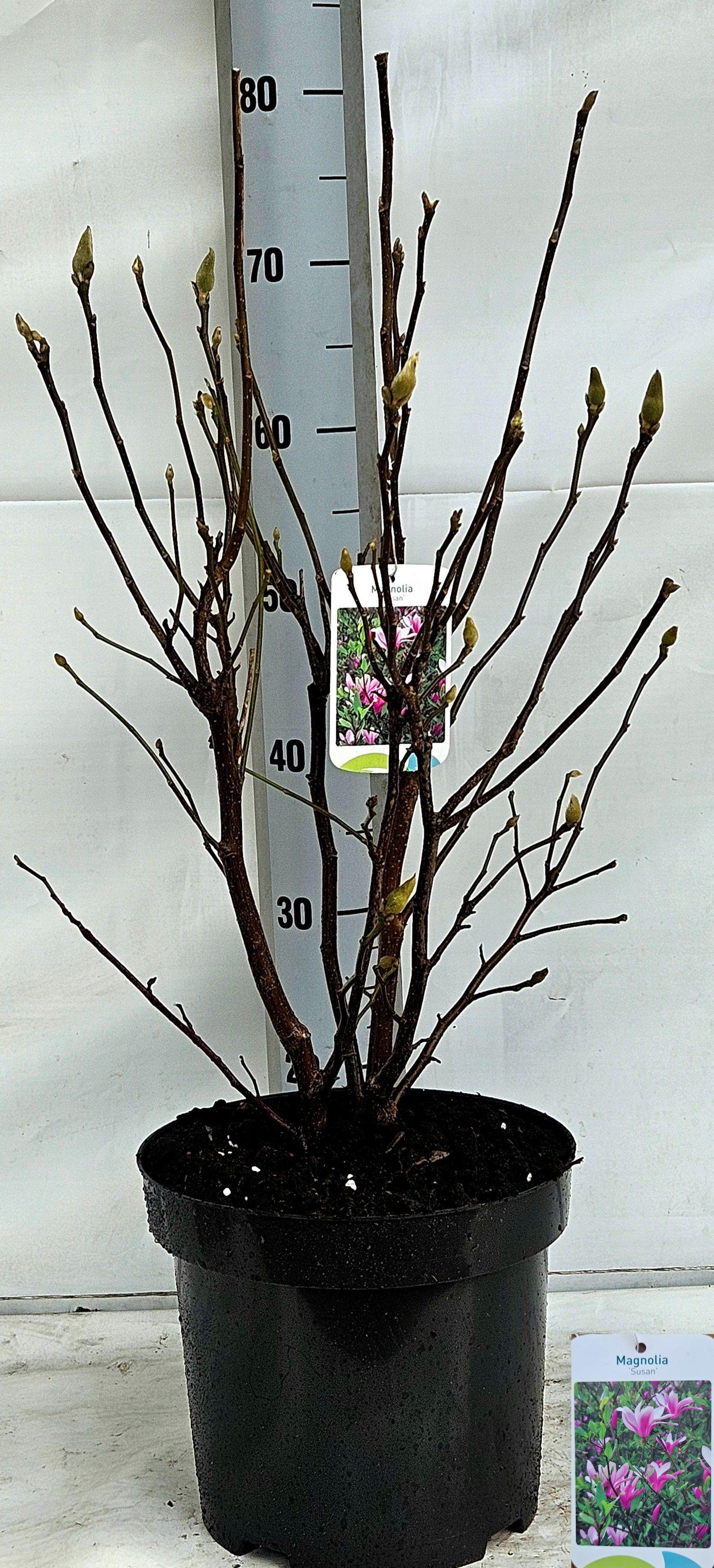 Горшечные цветы и растения оптом Magn Susan от 1шт из Голландии с доставкой по России