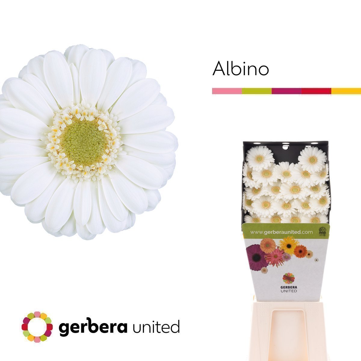 Срезанные цветы оптом Germini diamond albino от 60шт из Голландии с доставкой по России