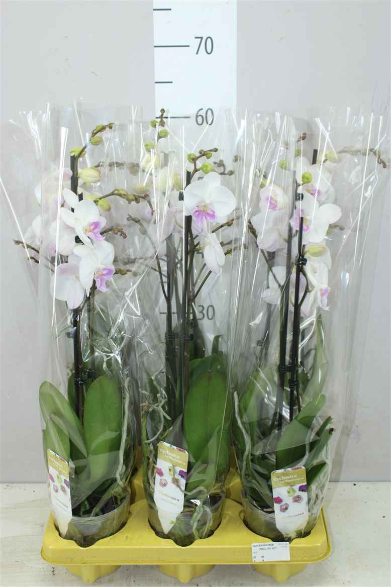 Горшечные цветы и растения оптом Phal Mia 2 Tak от 6шт из Голландии с доставкой по России