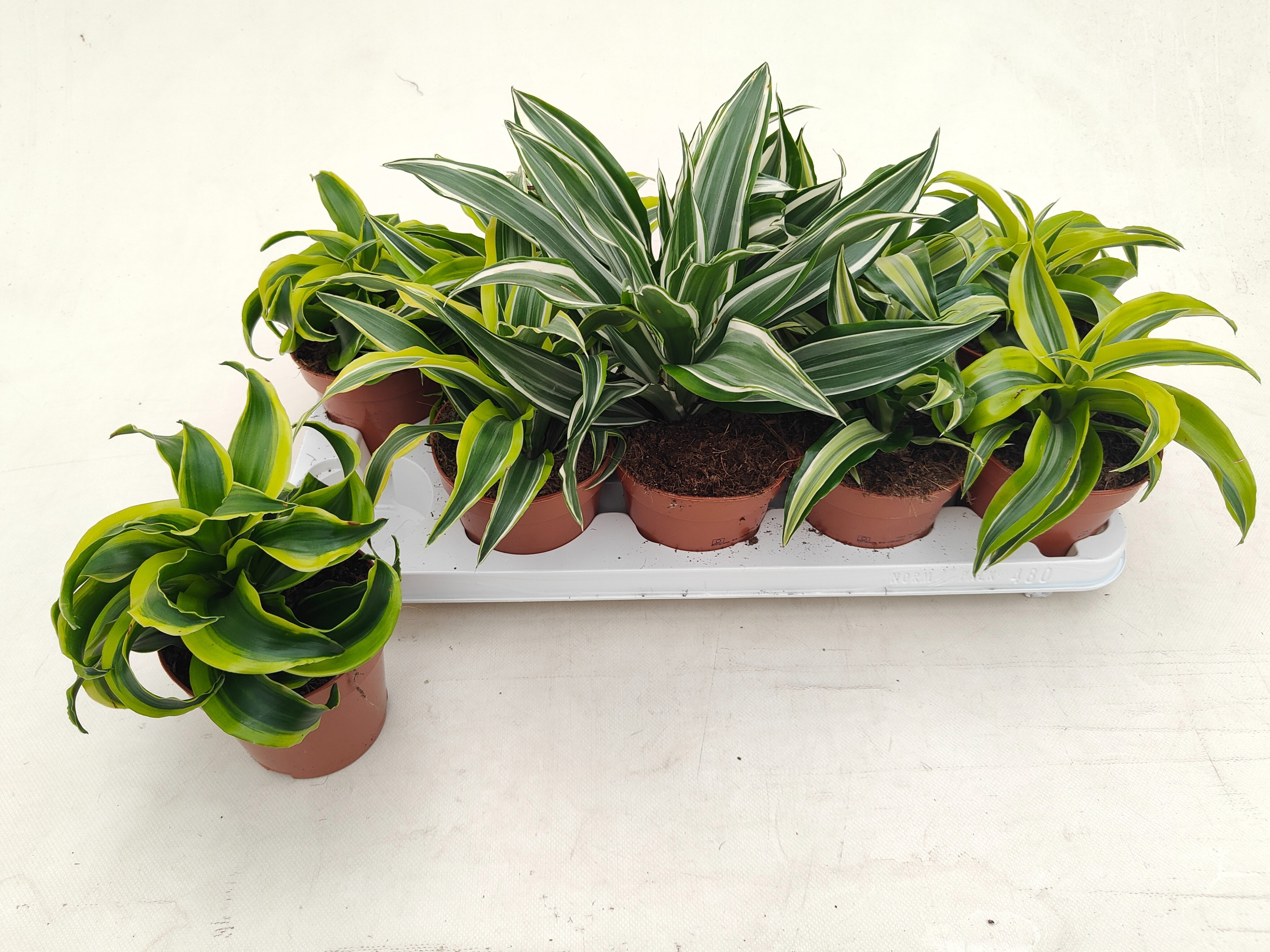 Горшечные цветы и растения оптом Dra Gem от 10шт из Голландии с доставкой по России