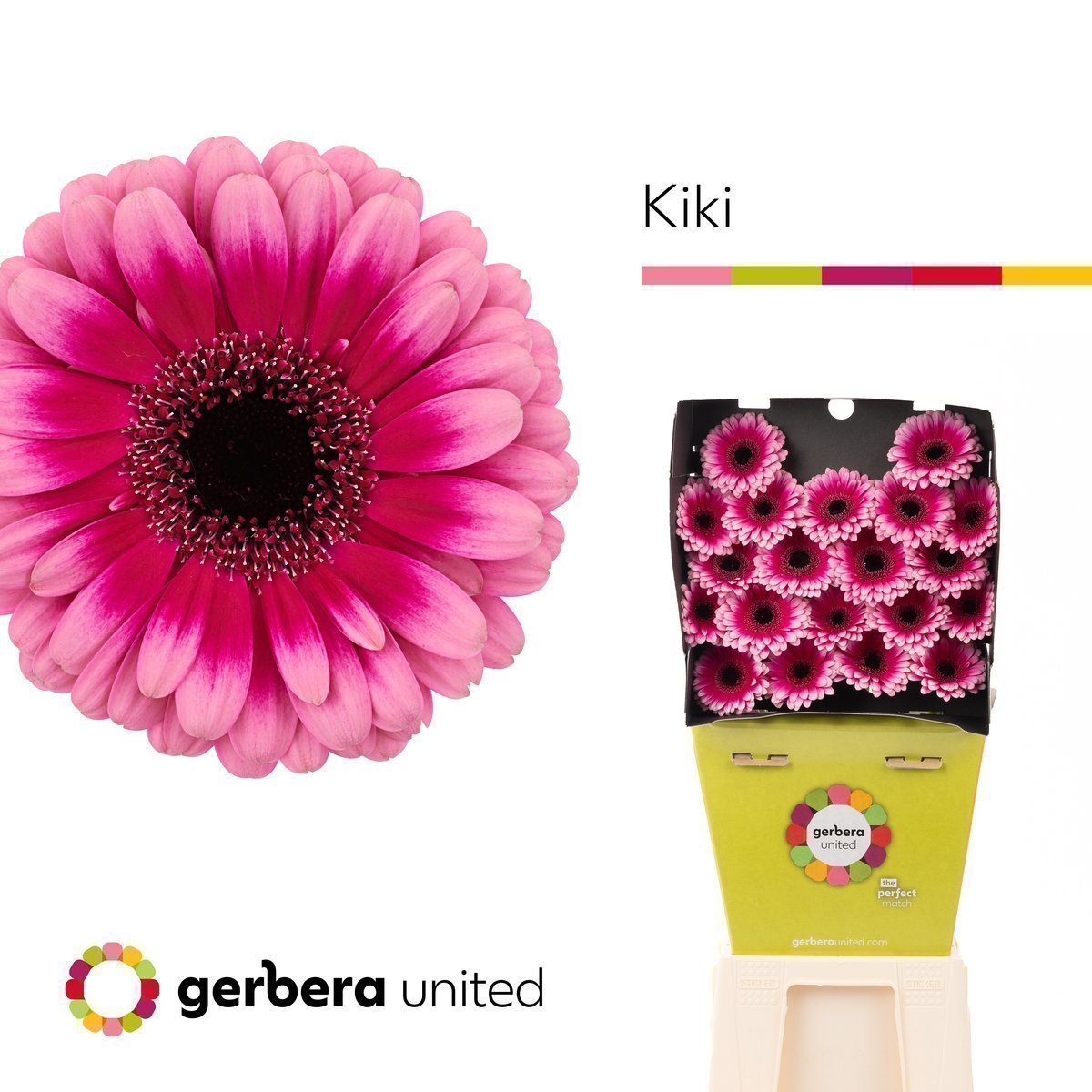 Срезанные цветы оптом Germini diamond kiki от 20шт из Голландии с доставкой по России