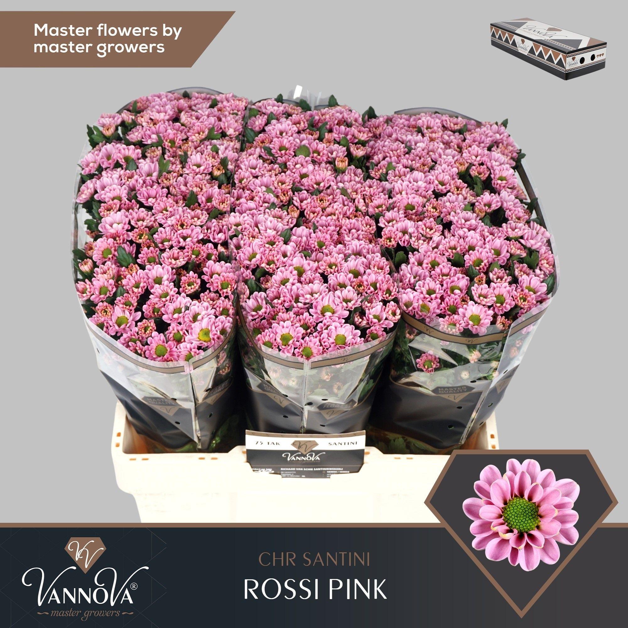 Срезанные цветы оптом Chrys sa rossi pink от 225шт. из Голландии с доставкой по России