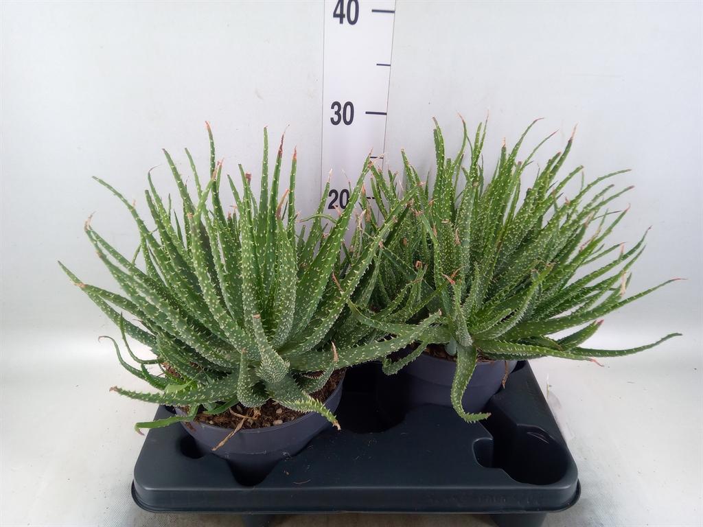 Горшечные цветы и растения оптом Aloe Humilis от 2шт из Голландии с доставкой по России