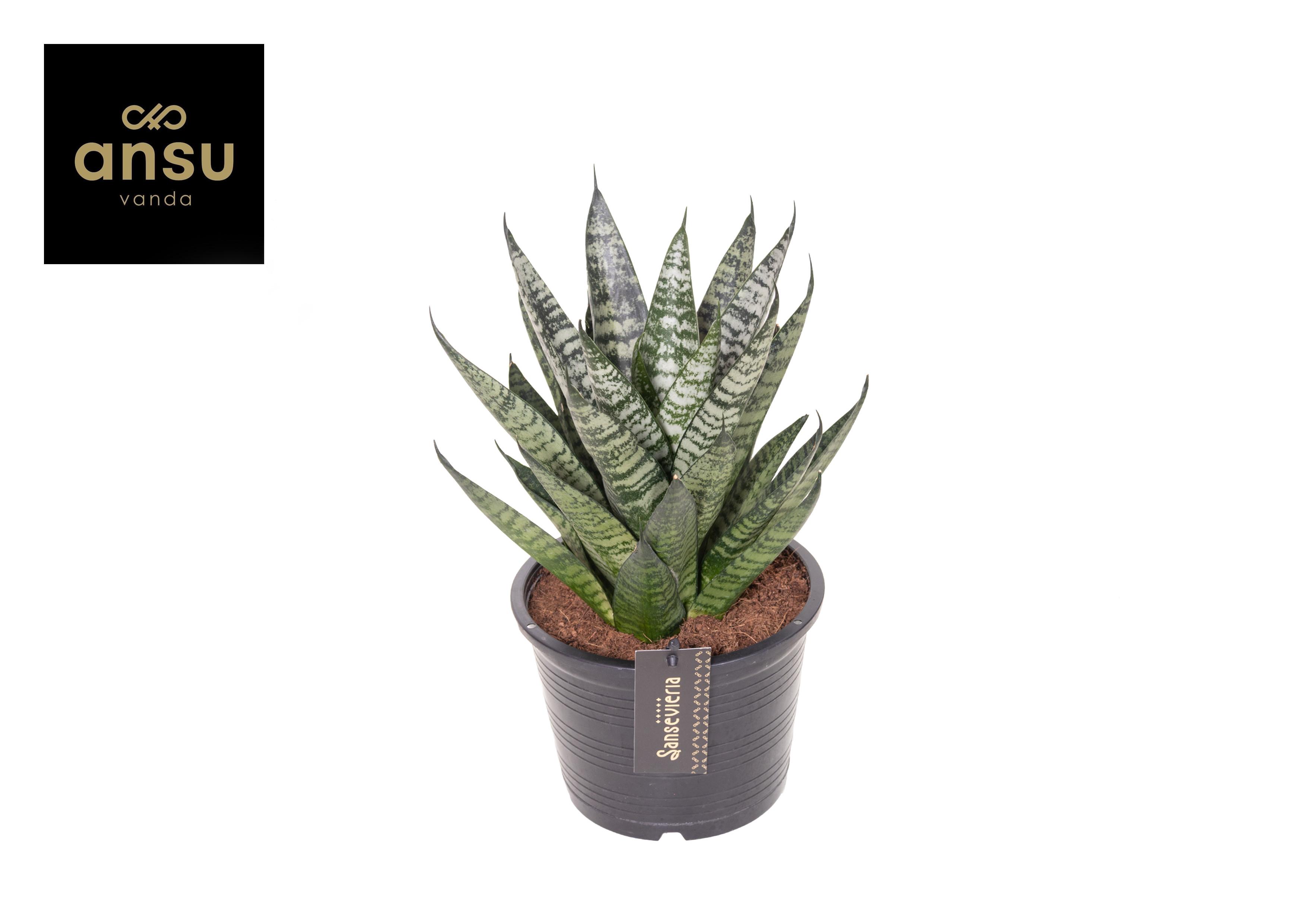 Горшечные цветы и растения оптом Sansevieria Comet Ming Green Marble от 4шт из Голландии с доставкой по России