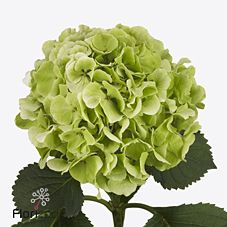 Срезанные цветы оптом Hydrangea white verena classic от 10шт из Голландии с доставкой по России