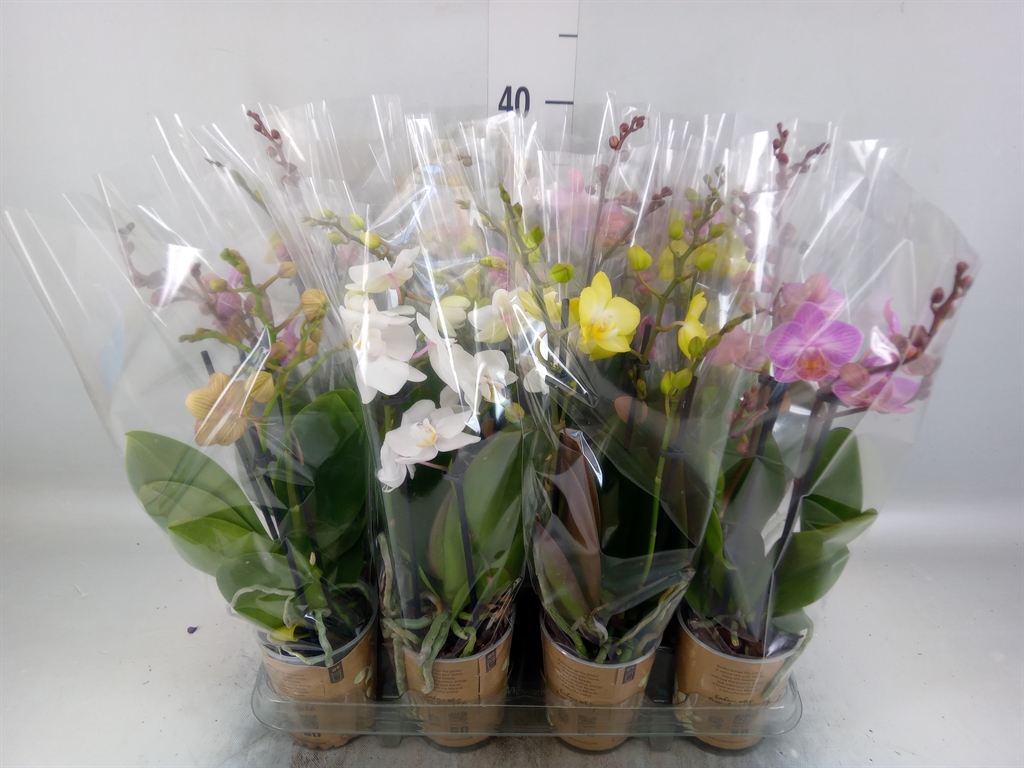 Горшечные цветы и растения оптом Phalaenopsis Multi.   ... от 12шт (для телеги) из Голландии с доставкой по России
