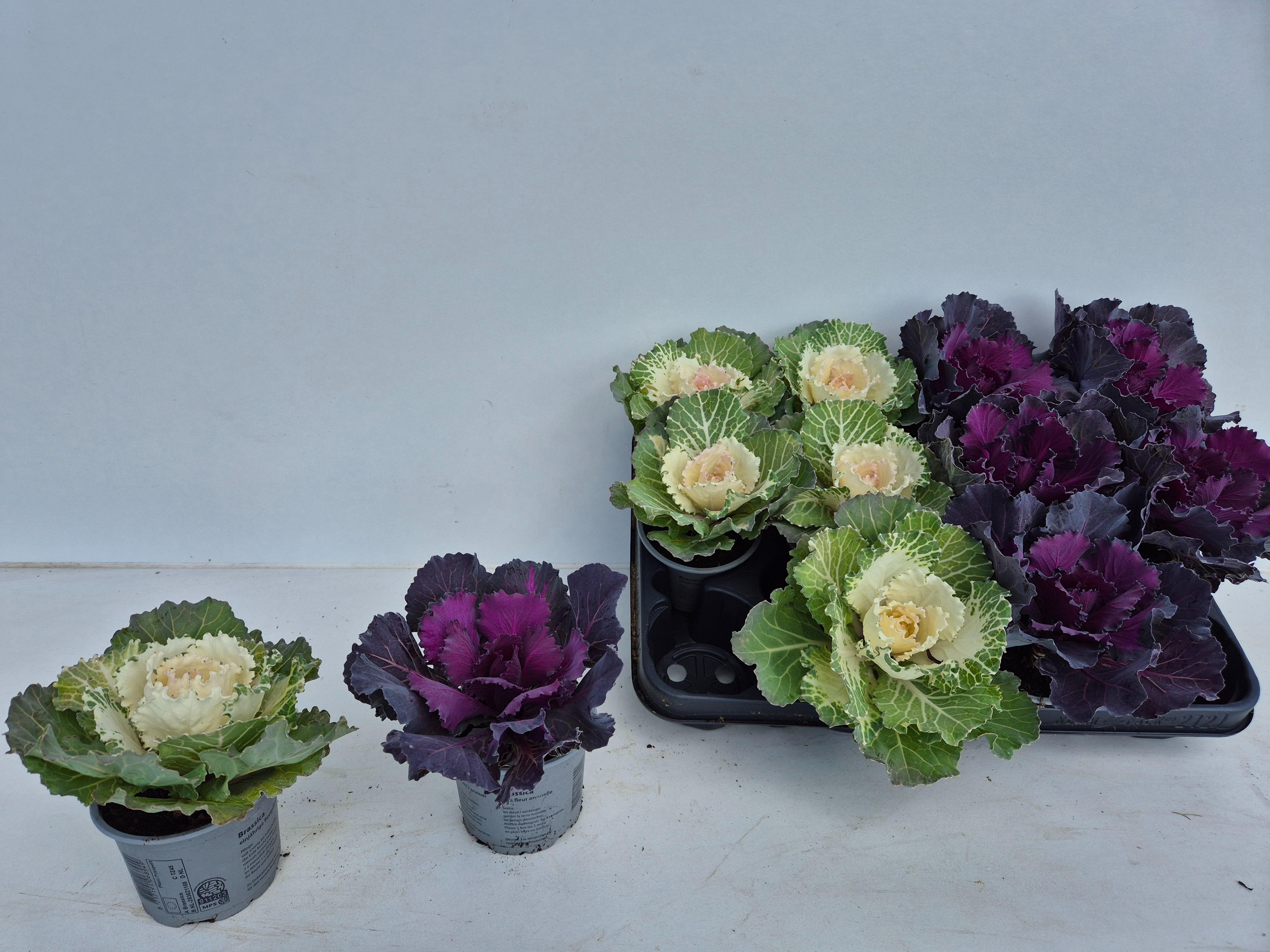 Горшечные цветы и растения оптом Brassica (sierkool) от 12шт (для телеги) из Голландии с доставкой по России