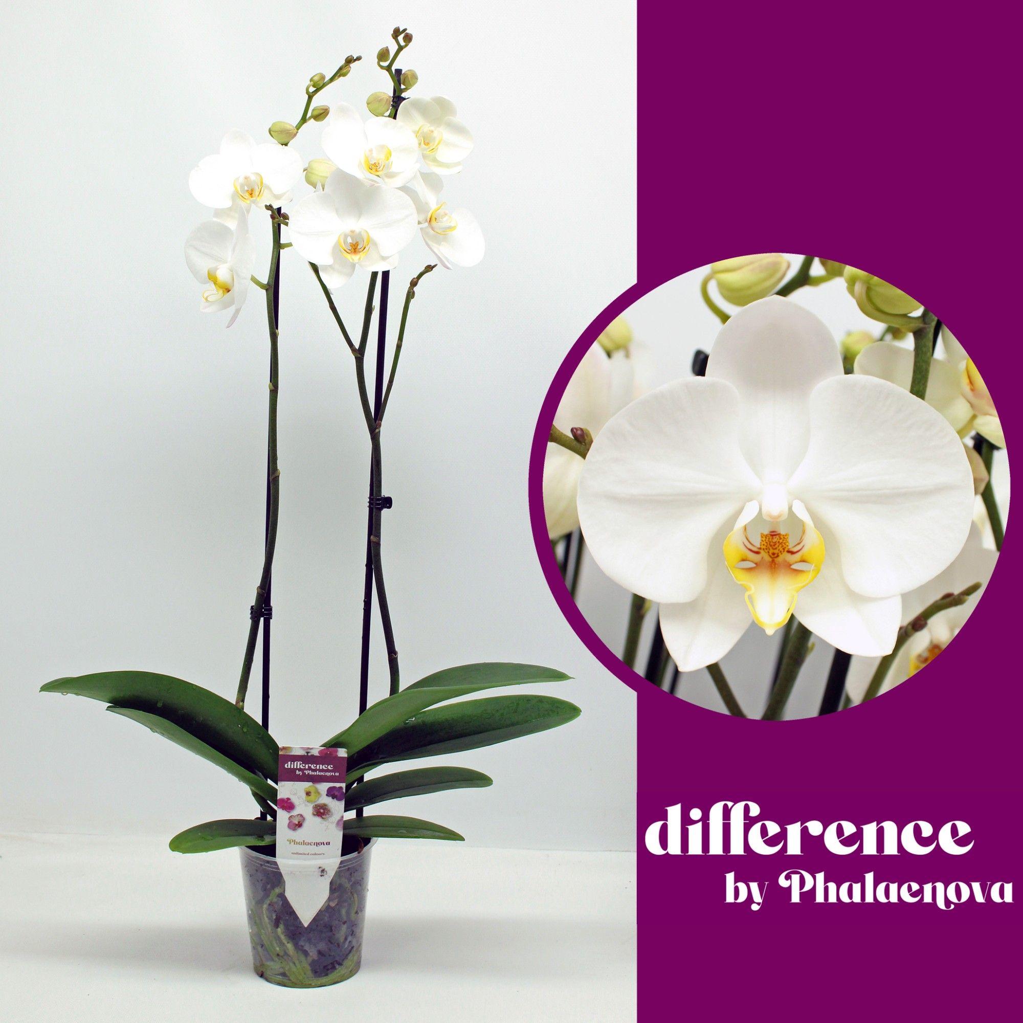 Горшечные цветы и растения оптом Phal 2st London 18+ (phalaenova) от 10шт из Голландии с доставкой по России