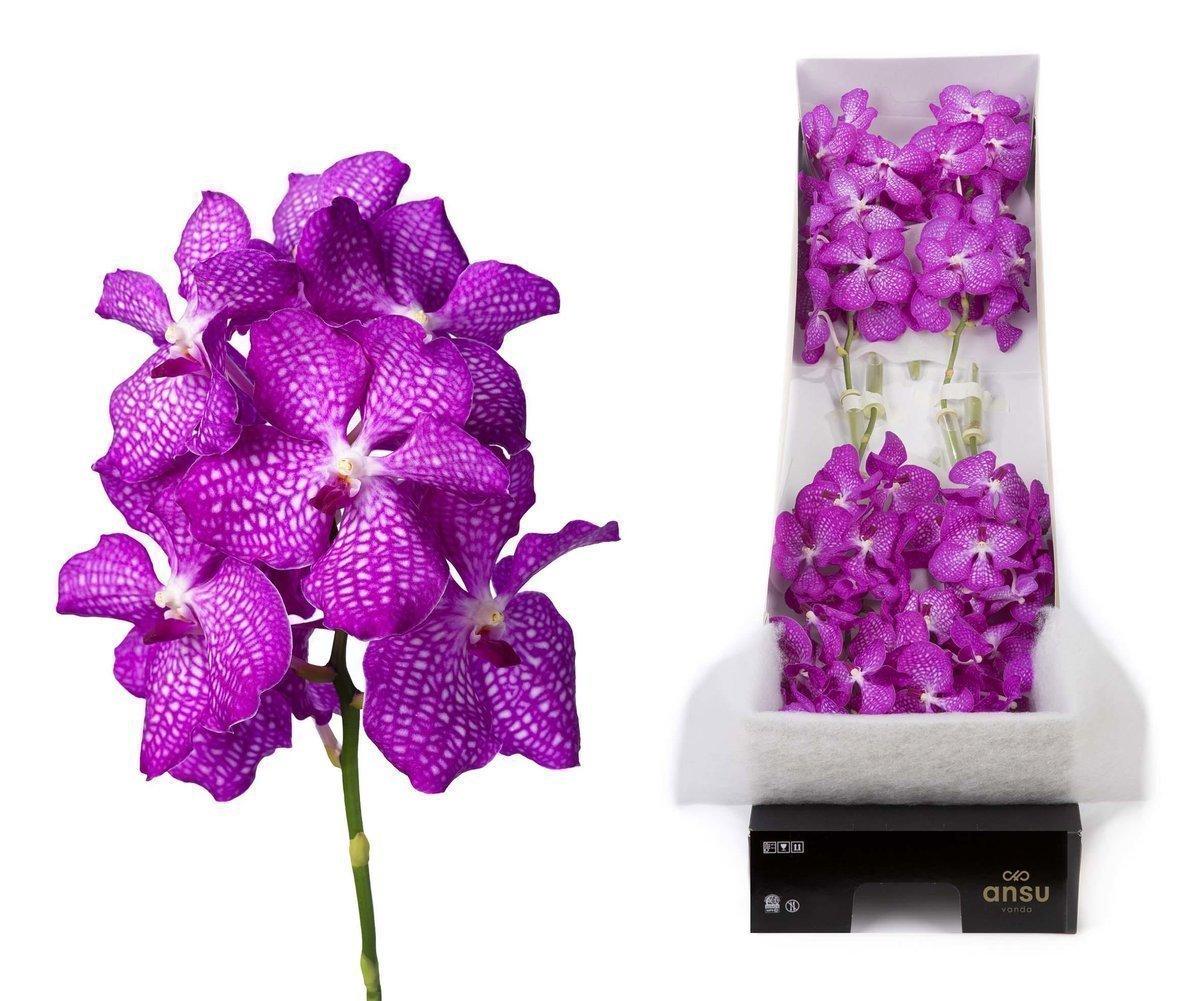 Срезанные цветы оптом Vanda kanchana magic pink per stem от 5шт. из Голландии с доставкой по России