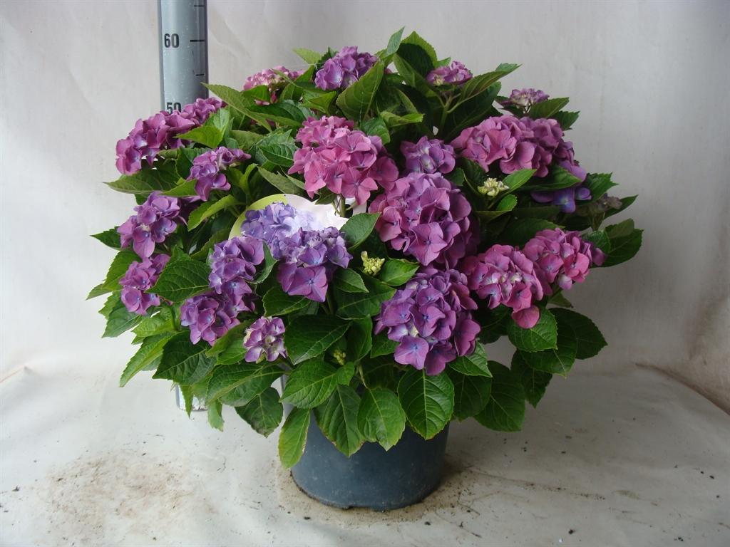 Горшечные цветы и растения оптом Hydrangea Mac. ... от 1шт из Голландии с доставкой по России