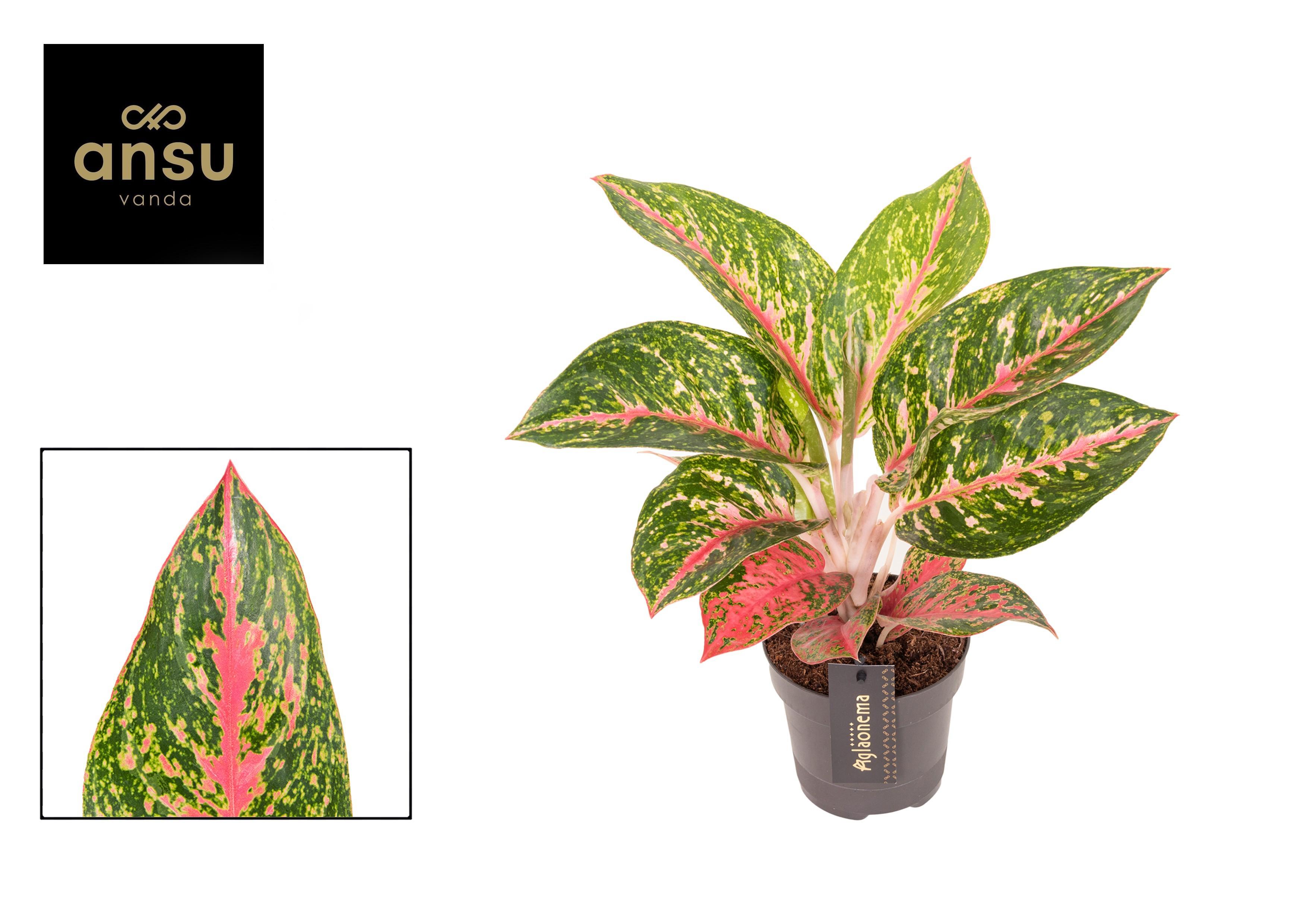 Горшечные цветы и растения оптом Aglaonema Avocado Red от 6шт из Голландии с доставкой по России