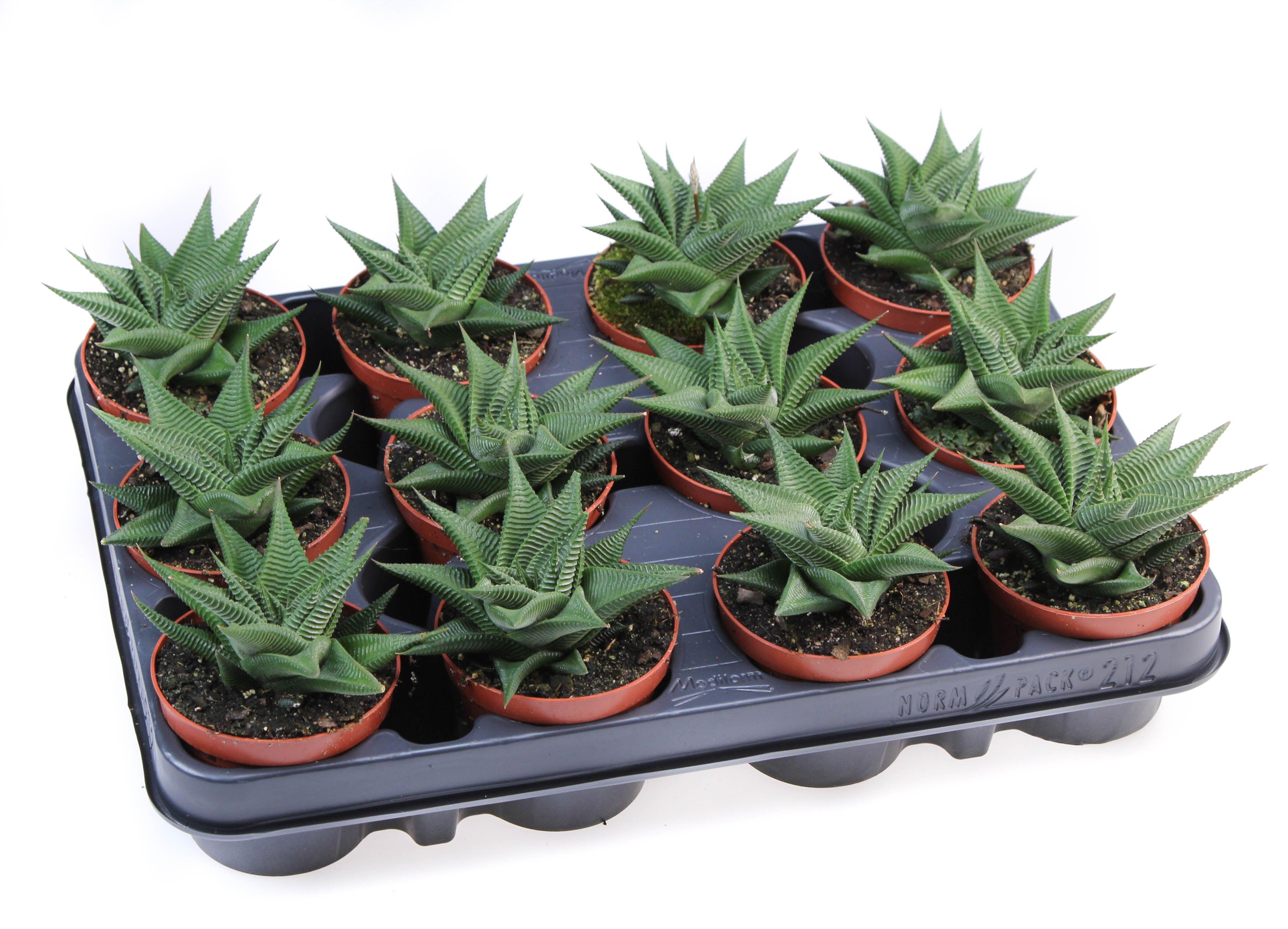 Горшечные цветы и растения оптом Haworthia Twister от 12шт (для телеги) из Голландии с доставкой по России