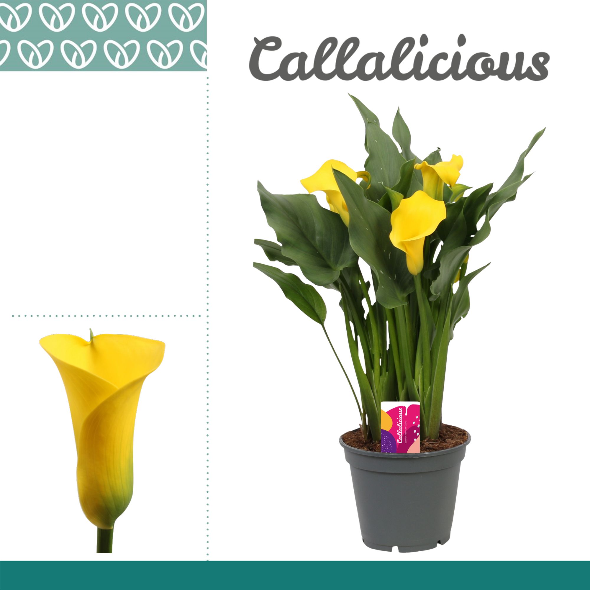 Горшечные цветы и растения оптом Zantedeschia Yellow Captain Solo 5+ от 6шт из Голландии с доставкой по России