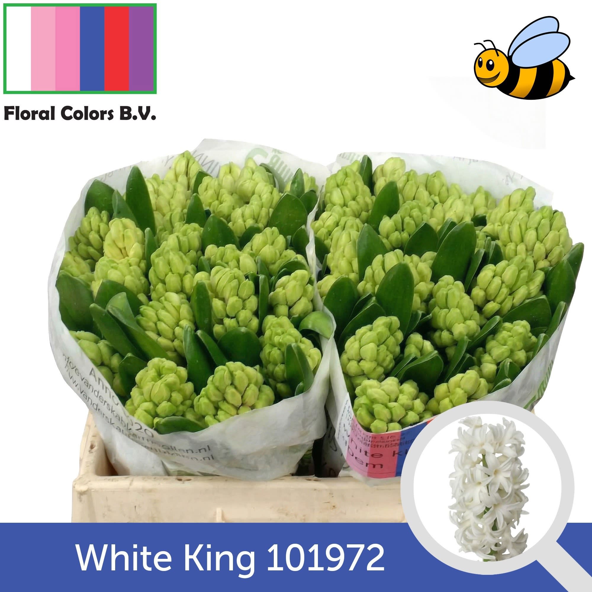 Срезанные цветы оптом Hyacinthus white king от 50шт из Голландии с доставкой по России