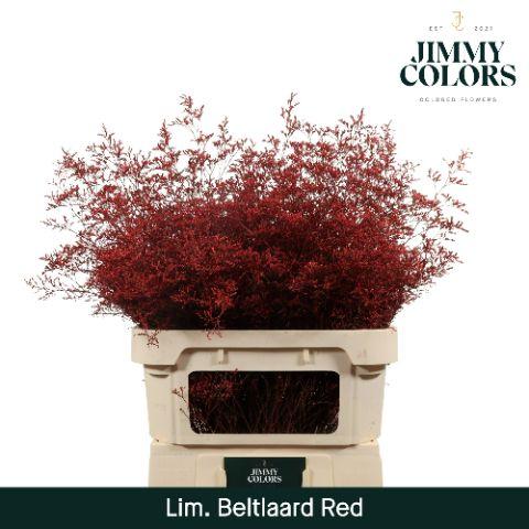 Срезанные цветы оптом Limonium beltlaard paint red от 25шт. из Голландии с доставкой по России