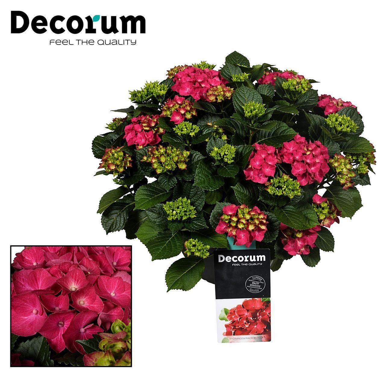 Горшечные цветы и растения оптом Hydrangea Ma Red 20+ (decorum) от 1шт из Голландии с доставкой по России