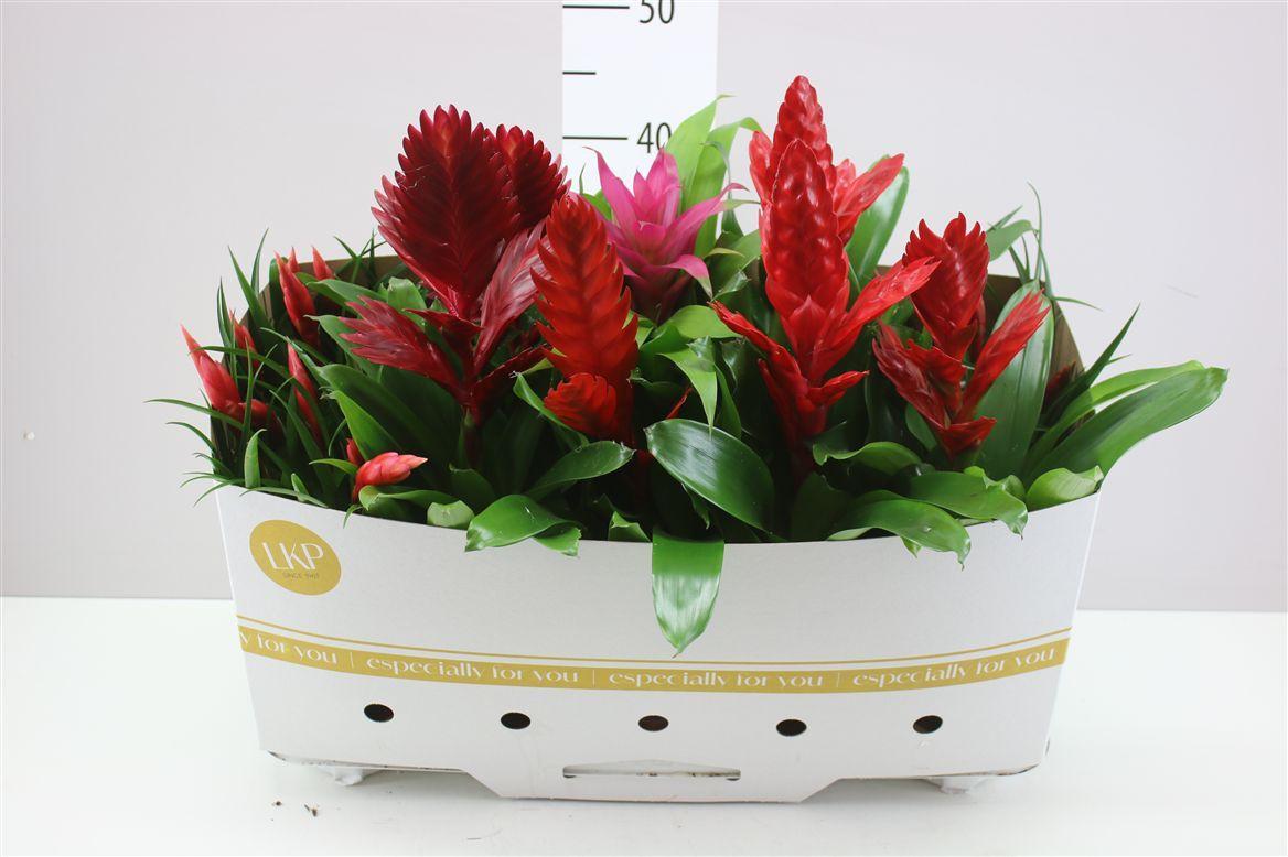 Горшечные цветы и растения оптом Bromelia Gemengd от 10шт из Голландии с доставкой по России