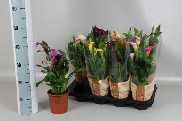 Горшечные цветы и растения оптом Zant Gem 6 Kl от 8шт из Голландии с доставкой по России