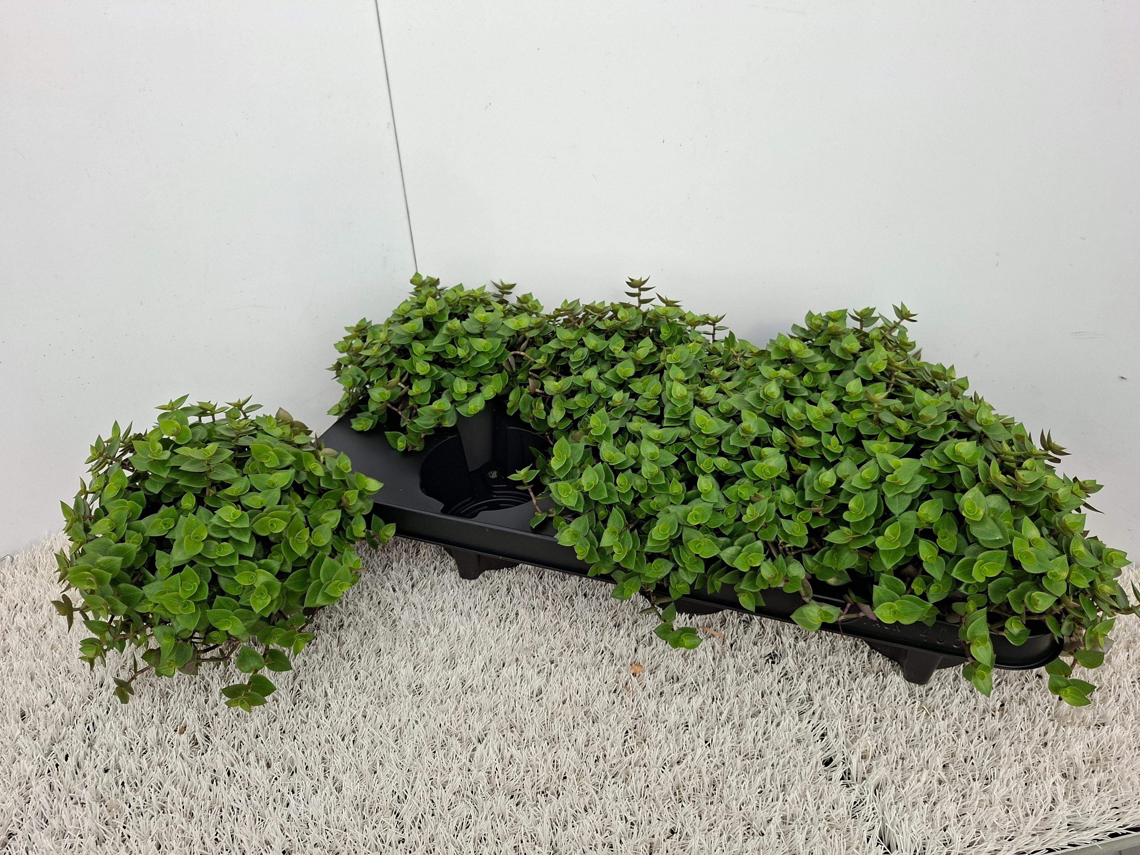 Горшечные цветы и растения оптом Callisia Repens от 6шт из Голландии с доставкой по России