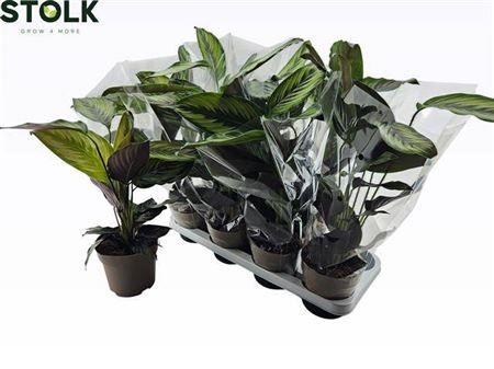 Горшечные цветы и растения оптом Calat Beautystar от 8шт из Голландии с доставкой по России