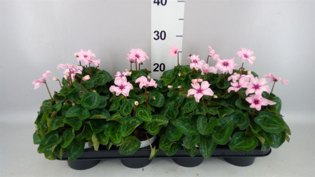 Горшечные цветы и растения оптом Cyclamen Kl illusia от 8шт (для телеги) из Голландии с доставкой по России