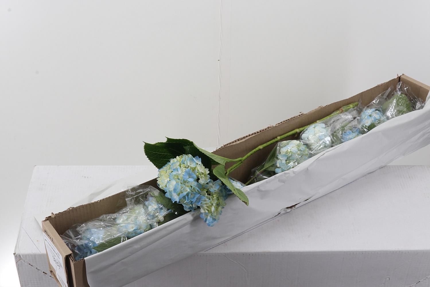 Срезанные цветы оптом Hydrangea box blue от 10шт из Голландии с доставкой по России