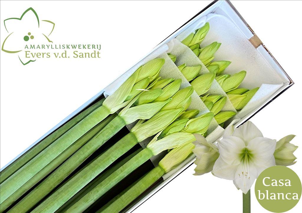 Срезанные цветы оптом Hippeastrum casablanca от 12шт из Голландии с доставкой по России