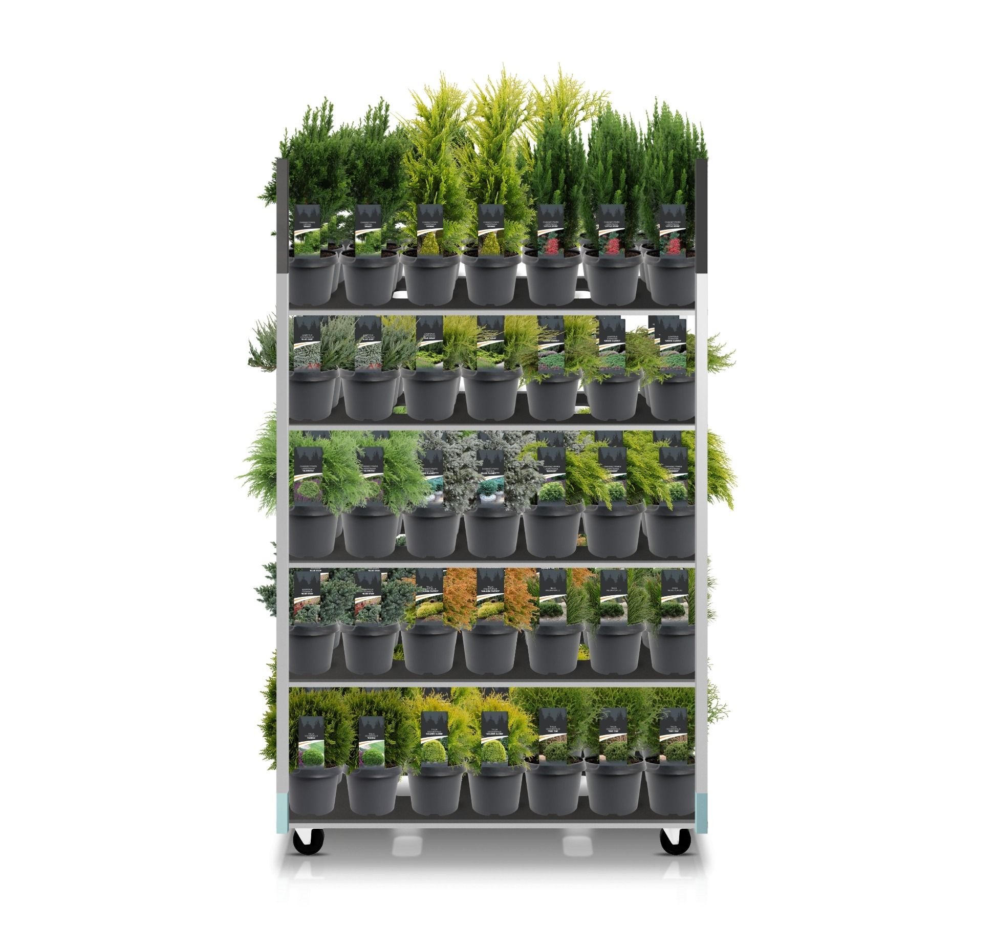 Горшечные цветы и растения оптом Coniferen Mix Cc Basic от 1шт из Голландии с доставкой по России