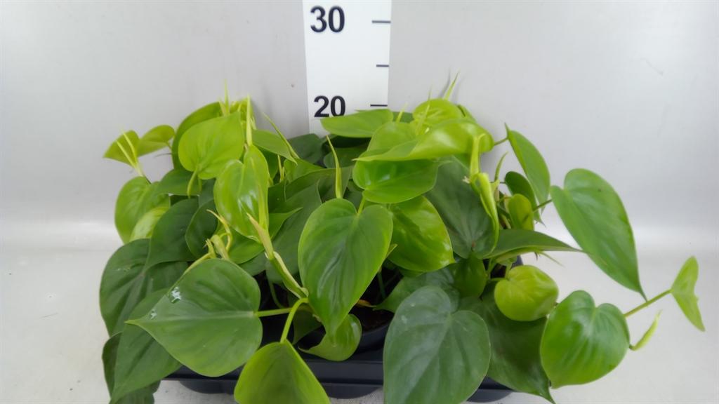 Горшечные цветы и растения оптом Philodendron Scand. от 6шт из Голландии с доставкой по России