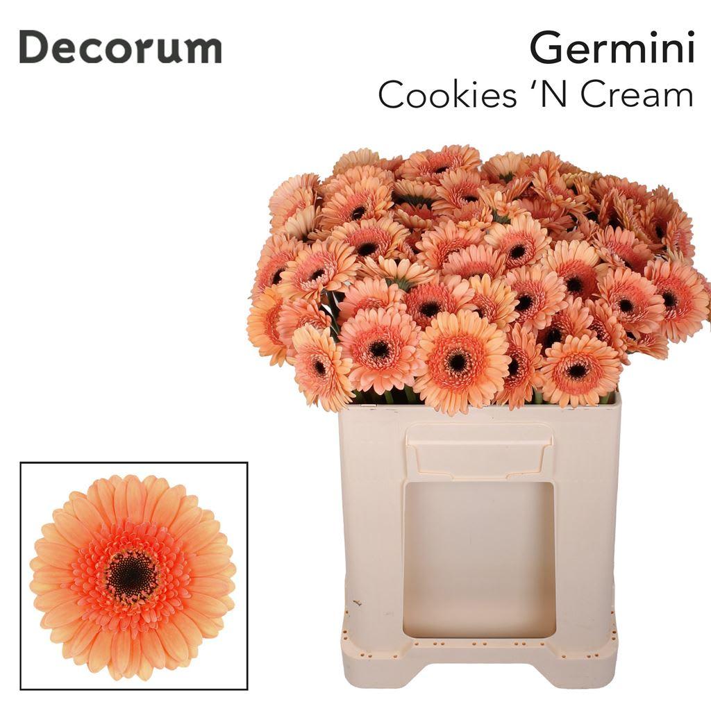 Срезанные цветы оптом Germini cookies n cream от 80шт из Голландии с доставкой по России