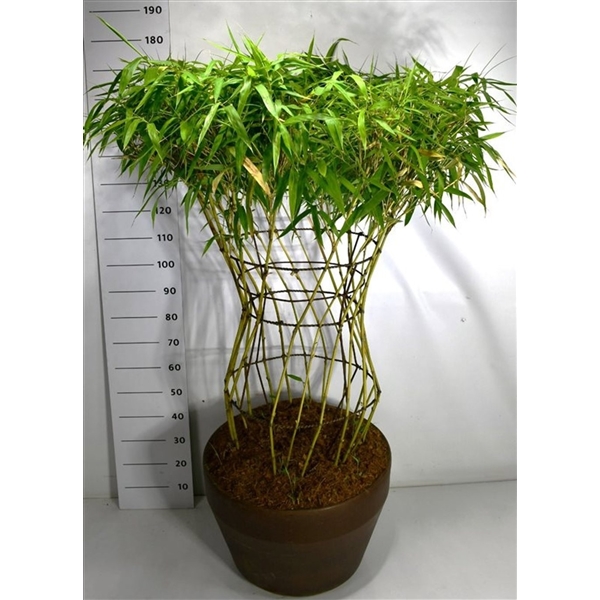 Горшечные цветы и растения оптом Bambusa Metake от 1шт из Голландии с доставкой по России