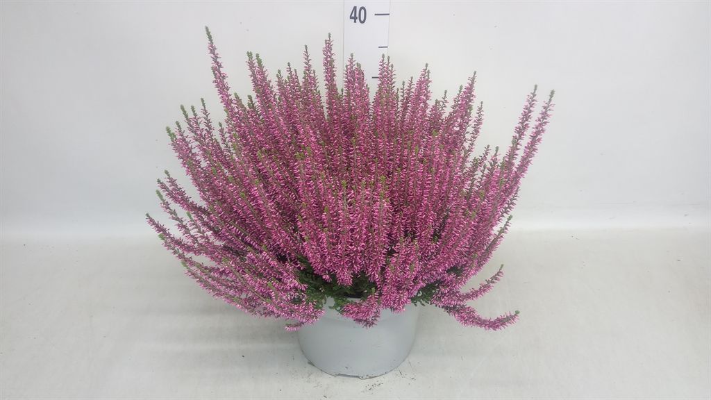 Горшечные цветы и растения оптом Calluna Vulg. beauty L Renate от 1шт из Голландии с доставкой по России