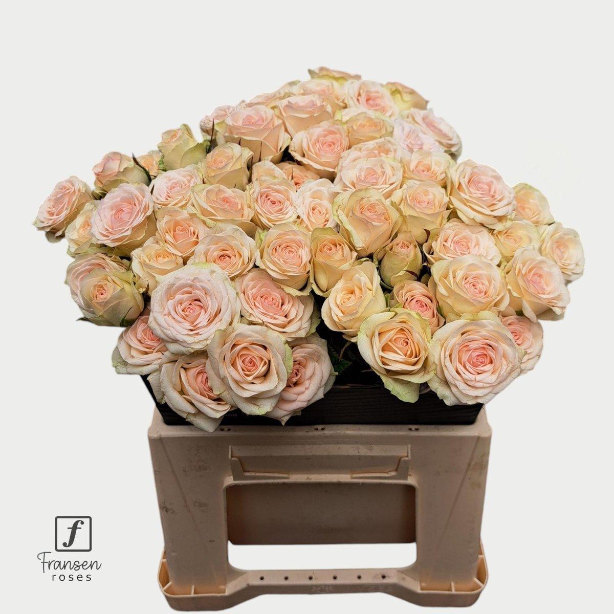 Срезанные цветы оптом Rosa spray pinky promise от 30шт из Голландии с доставкой по России