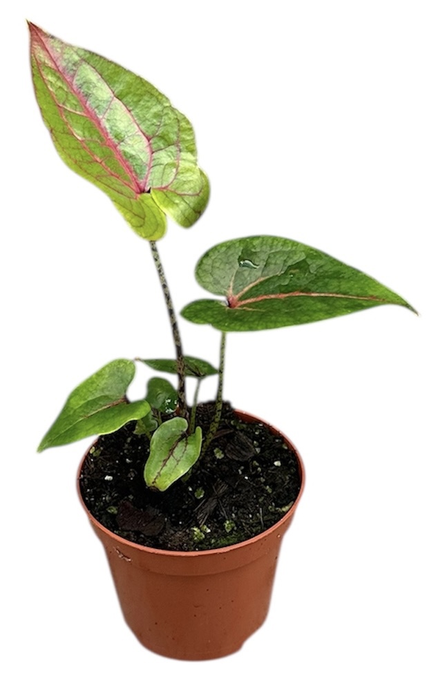 Горшечные цветы и растения оптом Cyrtosperma Johnstonii от 1шт (для телеги) из Голландии с доставкой по России