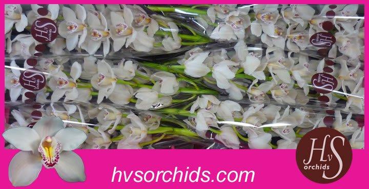 Срезанные цветы оптом Cymbidium white cascade от 6шт. из Голландии с доставкой по России