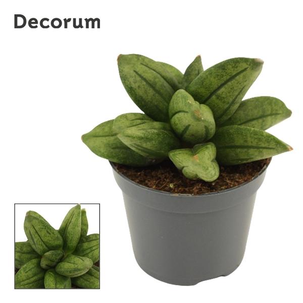 Горшечные цветы и растения оптом Sansevieria Pyramid Crown от 14шт (для телеги) из Голландии с доставкой по России